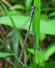 Coenagrion resolutum