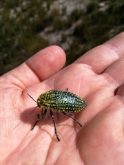 Julodinae