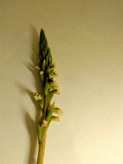 Cyclopogon