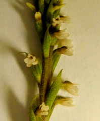Cyclopogon