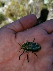 Julodinae