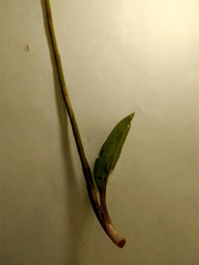 Cyclopogon