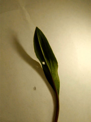 Cyclopogon
