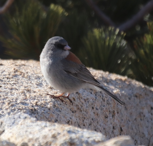 Dark-eyed Junco photographed in Nevada