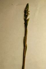 Cyclopogon