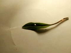 Cyclopogon