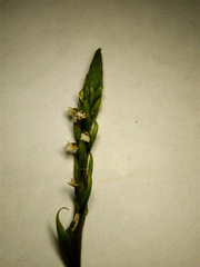 Cyclopogon