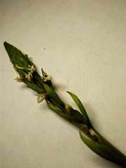 Cyclopogon