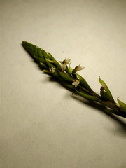 Cyclopogon