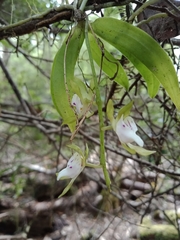 Sarcochilus australis