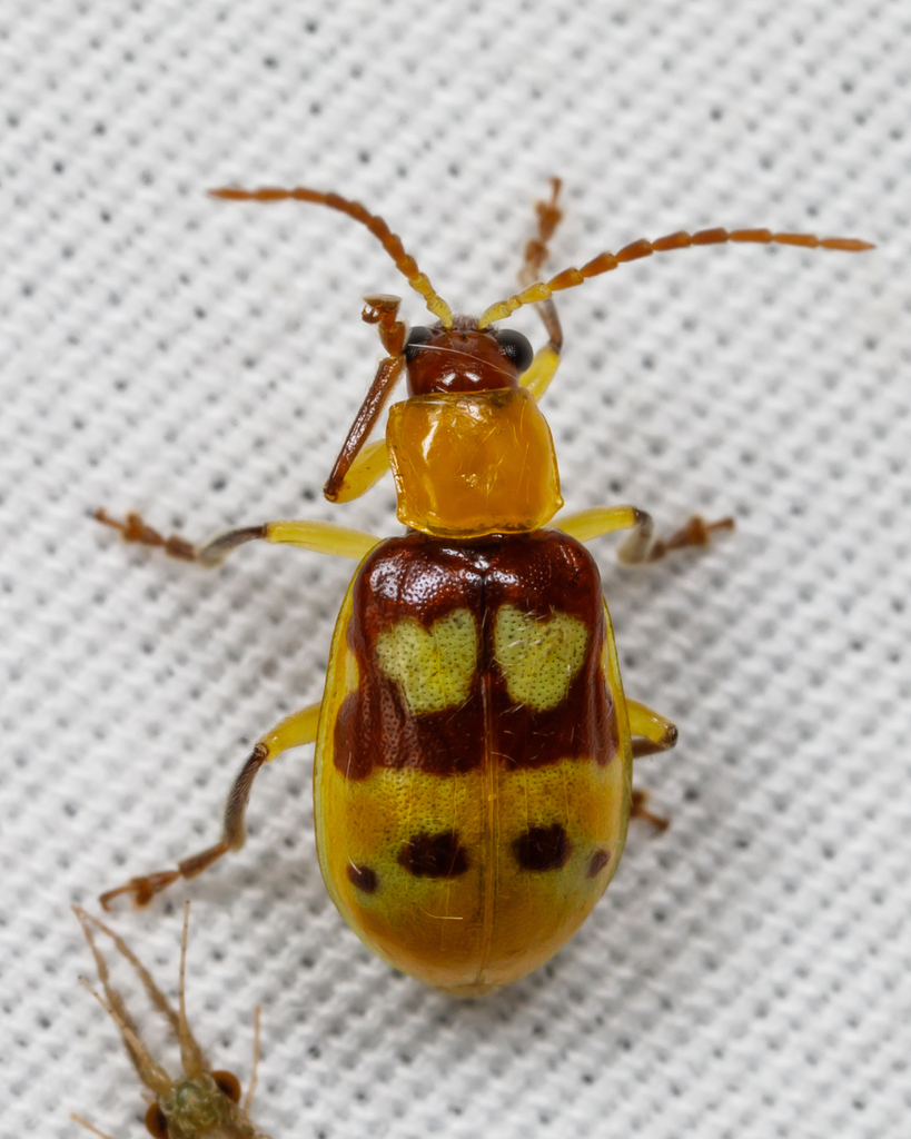 Twin-Shield Leaf Beetle