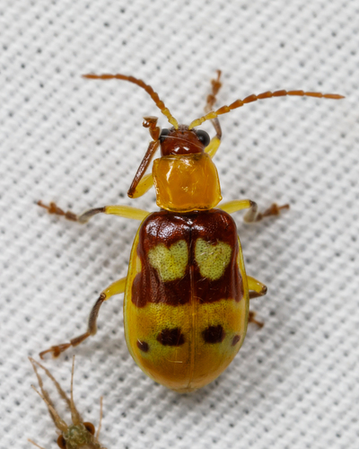 Twin-Shield Leaf Beetle