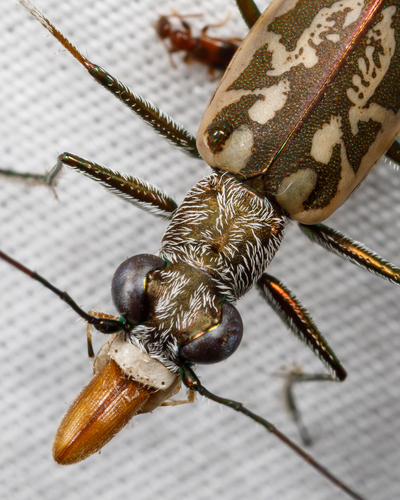 Coastal Tiger Beetle photo 4