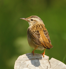 Helopsaltes certhiola
