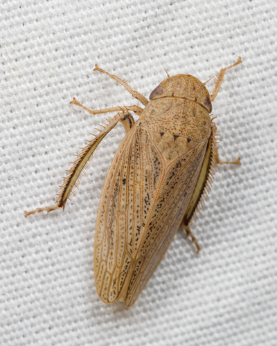 Negosiana fraterna