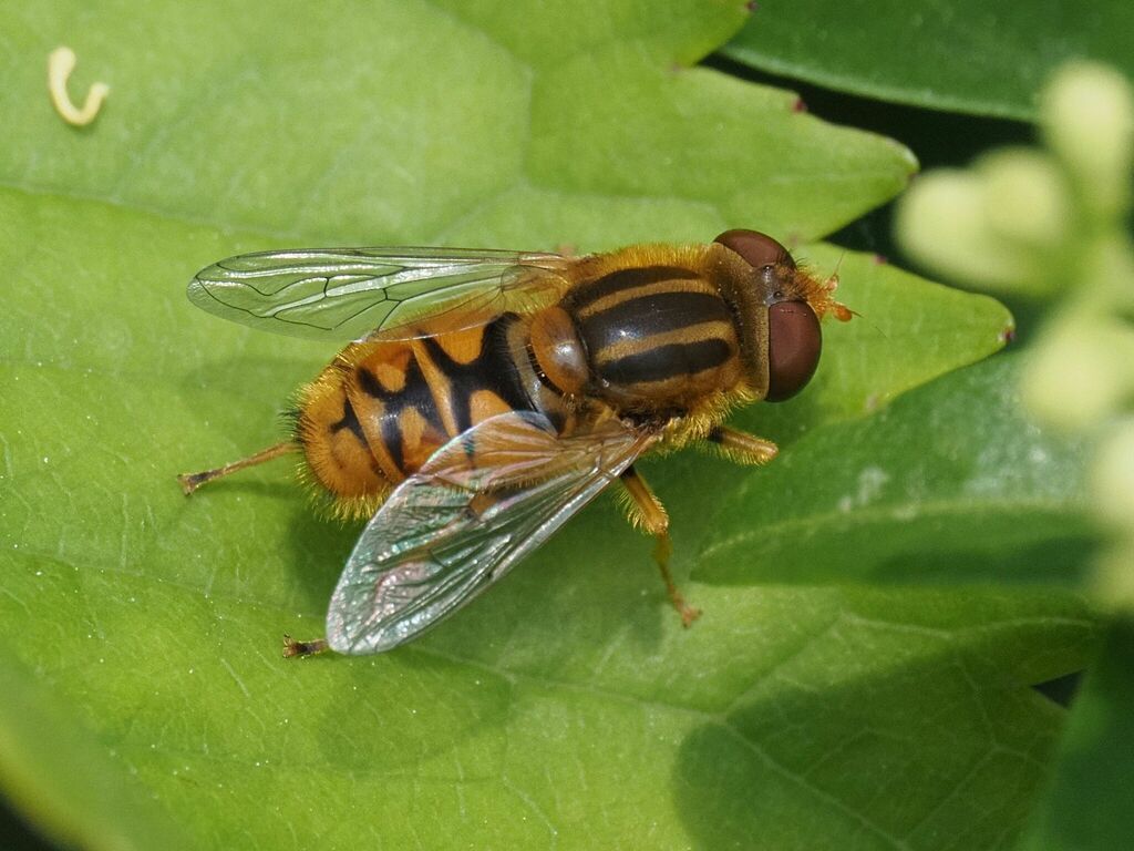 Parhelophilus frutetorum