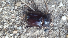 Oryctes nasicornis grypus