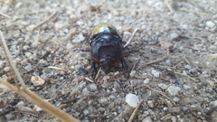 Oryctes nasicornis grypus