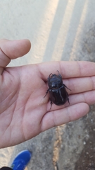 Oryctes nasicornis grypus