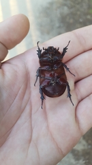 Oryctes nasicornis grypus