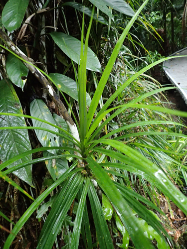 Giant climbing pandan (Freycinetia excelsa)