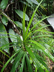 Freycinetia excelsa