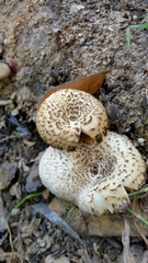 Fungi