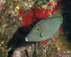 Cantherhines dumerilii