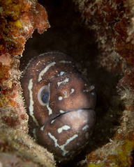 Zebra Moray photo 3