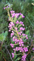 Erica bergiana bergiana