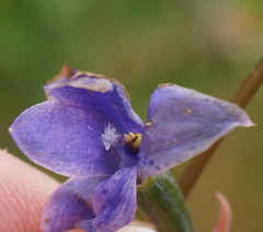 Thelymitra ixioides