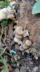 Fungi