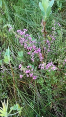 Erica bergiana bergiana