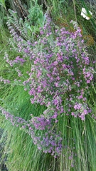 Erica bergiana bergiana