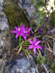 Thereianthus minutus