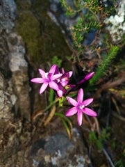 Thereianthus minutus