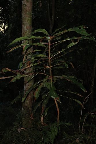 Image of Anopterus macleayanus by (c) Thomas Mesaglio, some rights reserved (CC BY)
