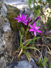 Thereianthus minutus