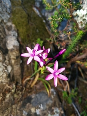 Thereianthus minutus