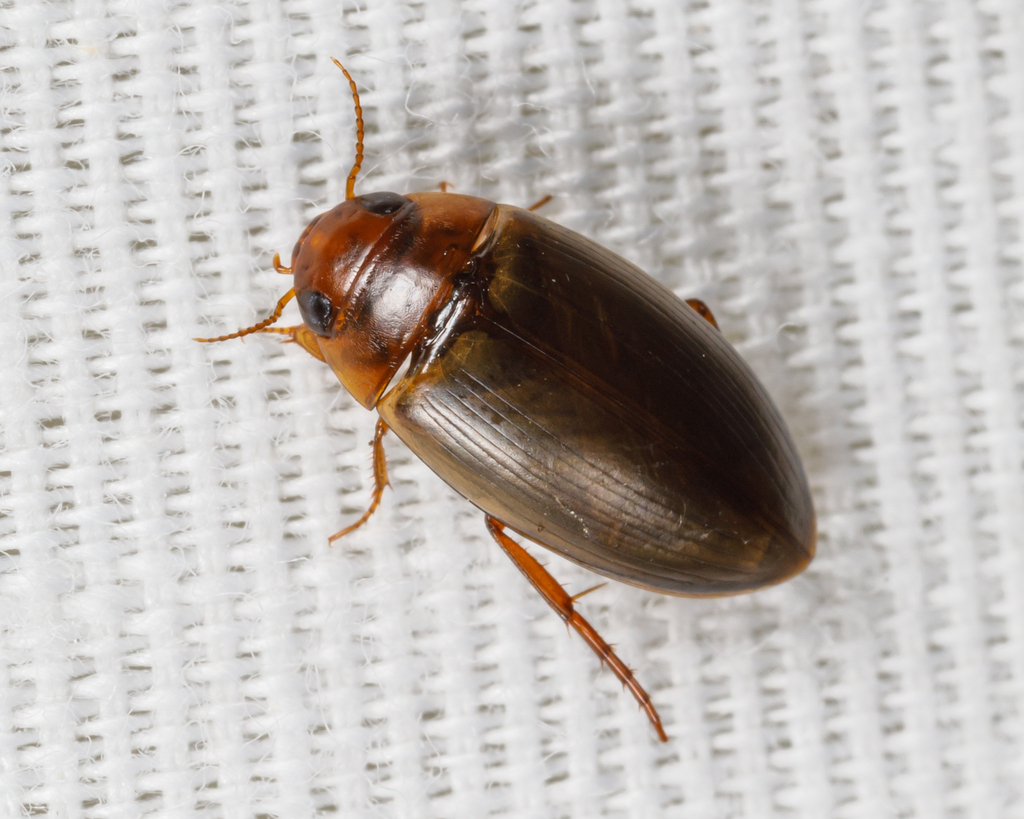 Copelatus chevrolati renovatus from Calhoun County, TX, USA on May 20