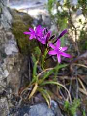 Thereianthus minutus