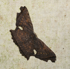 Crypsicoela subocellata