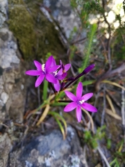 Thereianthus minutus