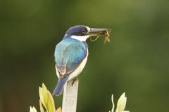 Todiramphus macleayii incinctus