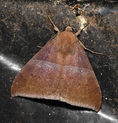 Ophisma