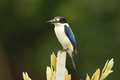 Todiramphus macleayii incinctus