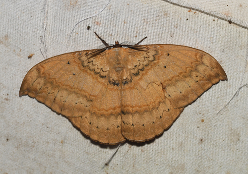 Janiodes