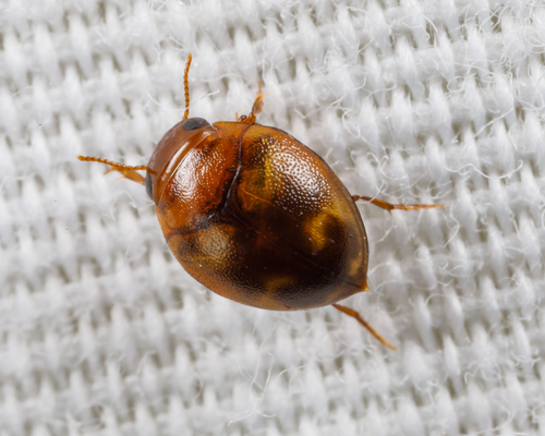 Hydrovatus hornii