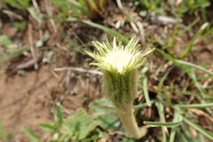 Gerbera piloselloides