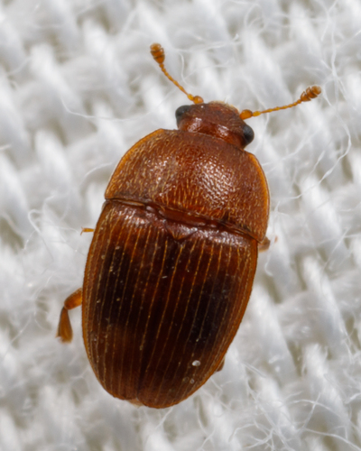 Stelidota coenosa